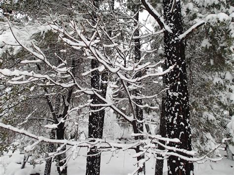 무료 이미지 나무 숲 분기 검정색과 흰색 서리 얼음 봄 날씨 단색화 시즌 눈보라 삼림지 동결 우디