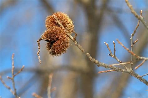 Mn Tree Researchers Foodies Give American Chestnut A Second Chance
