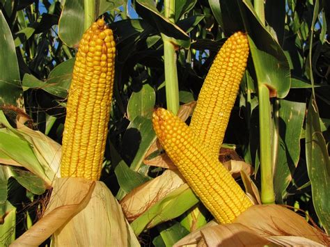When To Harvest Your Corn Crop Gardeneco