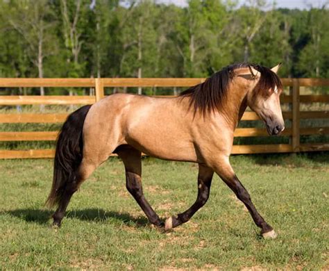 5 Fun Facts About Buckskin Horses Cowgirl Magazine