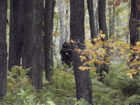 Striking New Images From Skeptical Hiker Show Two Bigfoot Creatures In