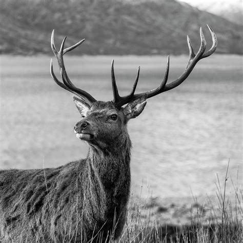 Royal Red Deer Stag In Scotland Photograph By Derek Beattie Fine Art