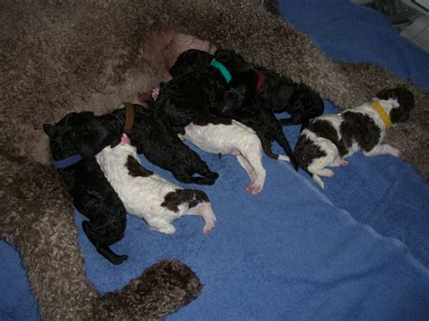 8 Little Cuties1 Day Old Poodle Puppy Standard Poodle Puppy