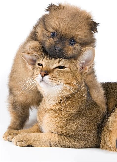 Cute Cat And Dog Picture 4 Free Stock Photos In Image