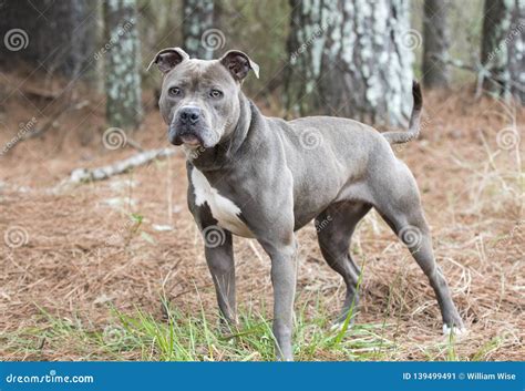 Female Blue Nose American Pitbull Terrier Staring At Camera Stock Image