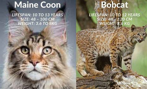 Maine Coon Vs Bobcats The Differences And Similarities Maine Coon