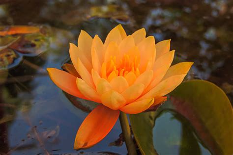 Beautiful Water Lily Orange Lotus Flowers Stock Photos Pictures