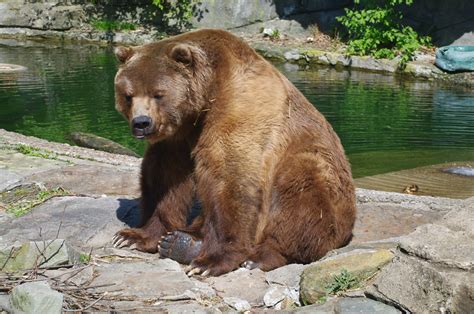 Kodiak Bear Kodiak Bear Ursus Arctos Midendorffi Also Kn Flickr