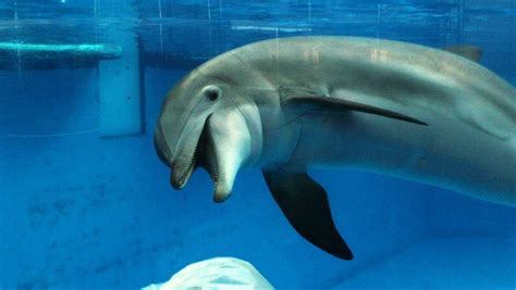National Aquarium Contemplates A Future Without Its Dolphin Exhibit