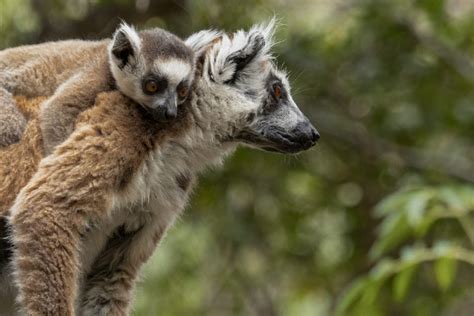 Ring Tailed Lemurs Of Anja Community Reserve A Little Off Track