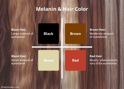 Melanin And Hair Color How Natural Hair Colors Are Created And Change