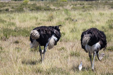 Black And White Ostriches On Green Grass Field · Free Stock Photo