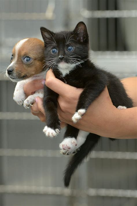 Abandoned Puppy And Kitten Become Best Friends 12 Pics Amazing