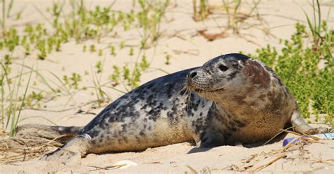 Know Your Seal Species On Cape Cod Ifaw