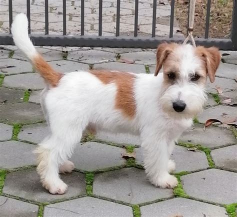 Top 100 Image Wire Haired Jack Russell Terrier Vn