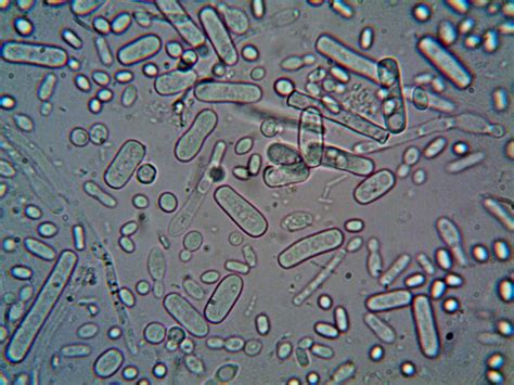 Microorganisms Under A Microscope · Free Stock Photo