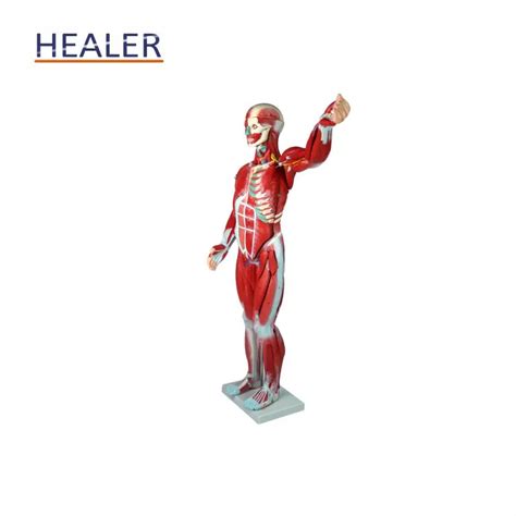 Human Whole Body Manikin Organ Teaching Modelanatomical Human Body