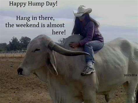 Hump Day Texas Style Hump Day Hump Animals