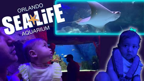 Orlando Sea Life Aquarium Icon Park Youtube