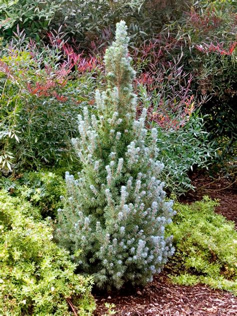 Blue Wonder Dwarf Alberta Spruce Live Christmas Trees Dwarf