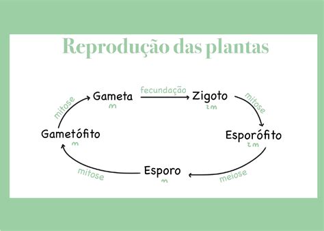 O Que é Alternância De Gerações