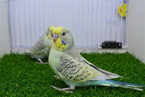 Alhumdulillah Texas Clear Body Tcb Rbudgies