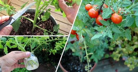 How To Grow Extra Tomato Plants From Cuttings Gardening Channel