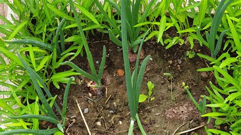 How To Grow Red Onions In The Container Terrace Garden