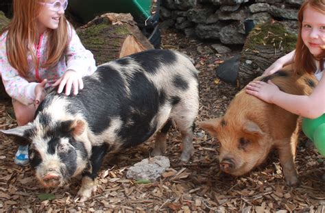 American Kunekune Pig Society Classifieds Pig Farming Pot Belly