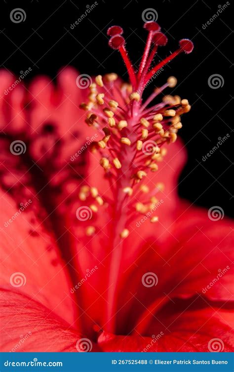 Featured In This Red Hibiscus Macro Photo Are The Stigmas Style