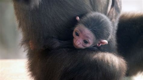 Cute Alert Assiniboine Park Zoo Welcomes Newborn White Handed Gibbon