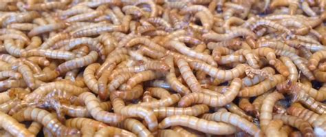 Mealworms For Chickens Cluckin