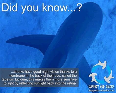 Night Vision Equipment Shark Facts Shark Night Vision