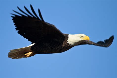 Free Photo Bald Eagle Flying Animal Bald Bird Free Download Jooinn