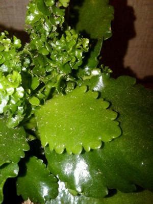 Maybe you would like to learn more about one of these? Help Identify a succulent house plant