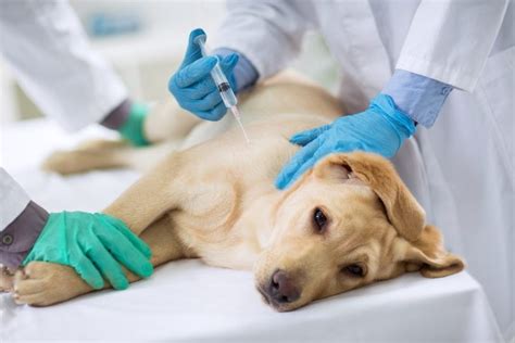 There are many ways to search for specific items on the first veterinary supply website. First Year Puppy Shots & Beyond (GUIDE TO DOG VACCINATIONS)