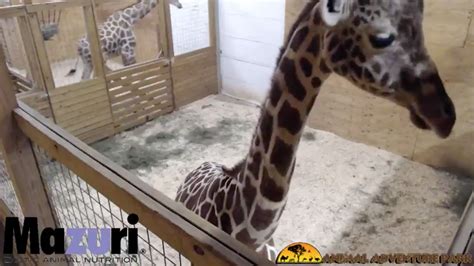 Watch Live Giraffe Cam At Animal Adventure Park