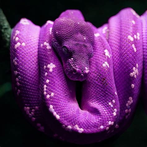 Free Download Purple Snake Pink Snake Hd Phone Wallpaper Peakpx