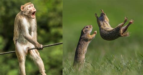 Of The Funniest Finalists On The Comedy Wildlife Photograph