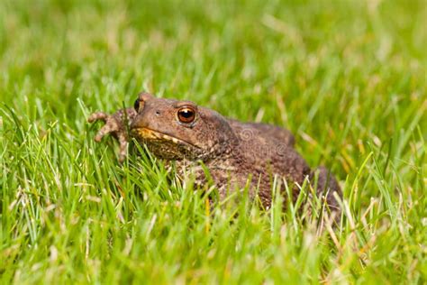 Frog Sitting On Green Grass Stock Photo Image Of Nature Reptile