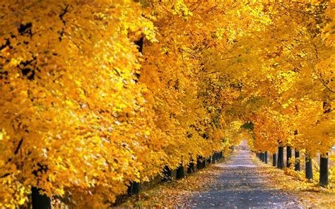 Fall Tree Pathway Phone Wallpapers