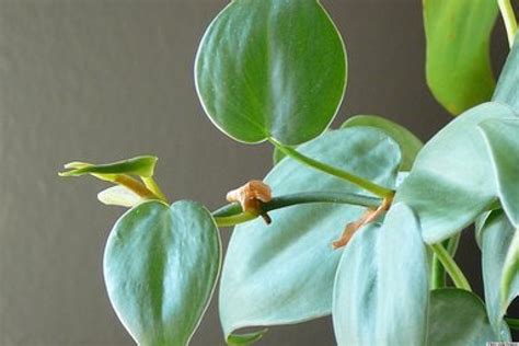 10 Best Houseplants To Purify The Air Photos Huffpost Uk