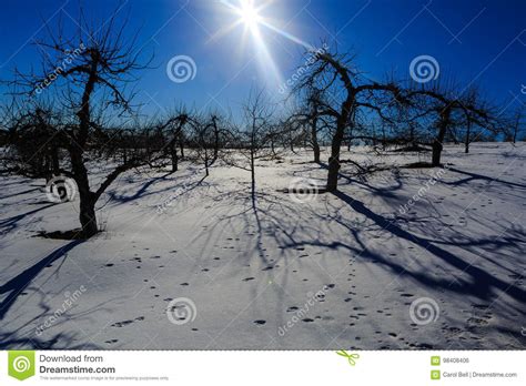 Winter Scene In Apple Orchard In Hudson Valley Ny Stock Photo Image
