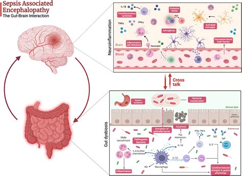 Frontiers Targeting The Gut Microbiome In The Management Of Sepsis