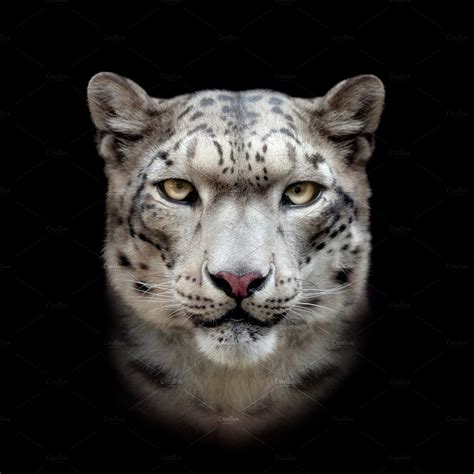 Snow Leopard Face ~ Animal Photos ~ Creative Market