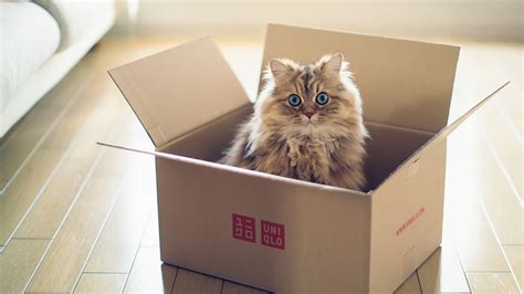 Why Is My Cat Hiding In A Box Cat Meme Stock Pictures And Photos