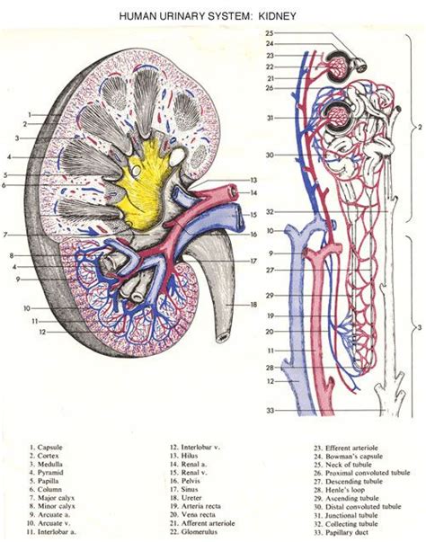 Kidney Microscopic Anatomy Anatomy And Physiology Physiology Anatomy