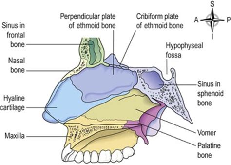 The nasal cartilages provide structure and support to the nose. The respiratory system | Basicmedical Key