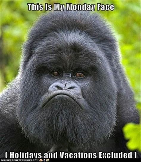 Funny Monday Pictures Angry Ape Dump A Day