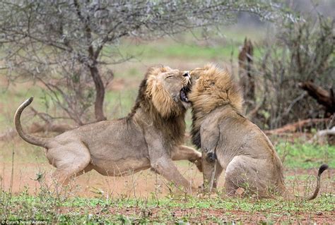 8:00pm, sunday 27th june 2021. Lion Vs Lion Fight Photos: Drama As Lion Beat Up Rival Who ...